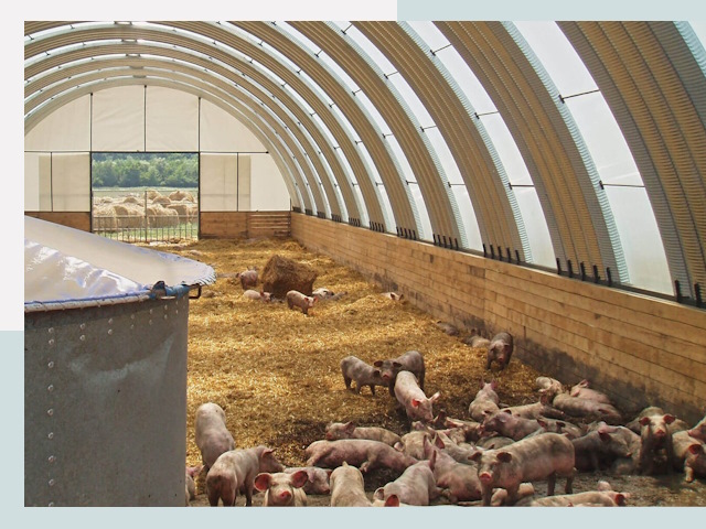 Строительство свинарников в Ржеве